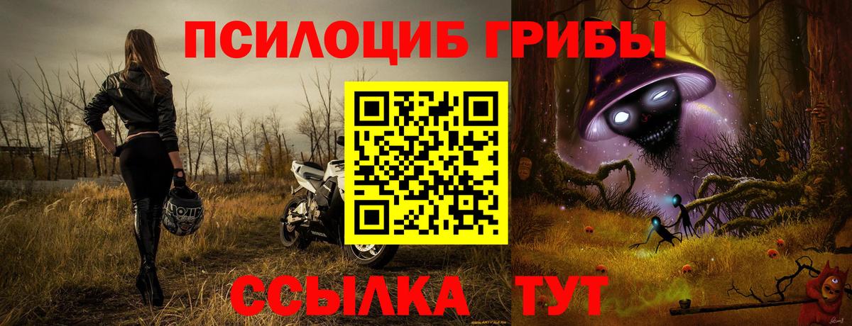 Губкин  Галлюциногенные грибы Psilocybine cubensis  купить   Вход с VPN 